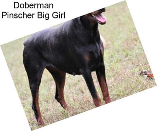 Doberman Pinscher Big Girl