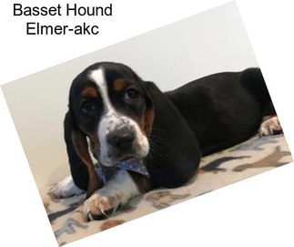 Basset Hound Elmer-akc