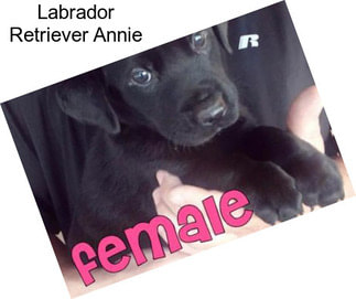 Labrador Retriever Annie