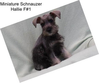 Miniature Schnauzer Hallie F#1