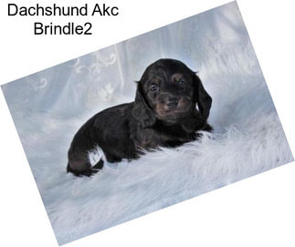 Dachshund Akc Brindle2