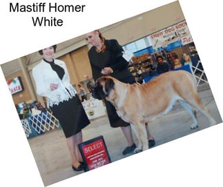 Mastiff Homer White