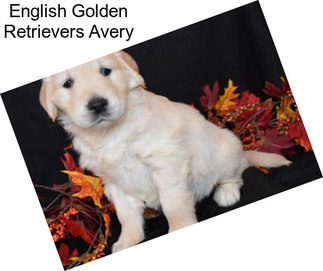 English Golden Retrievers Avery