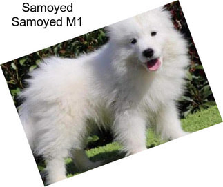 Samoyed Samoyed M1