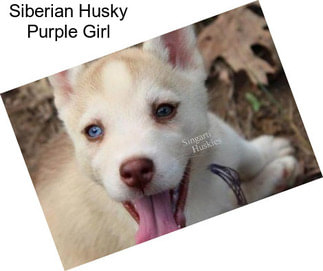 Siberian Husky Purple Girl