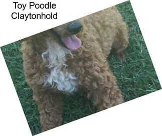 Toy Poodle Claytonhold