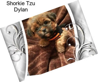 Shorkie Tzu Dylan