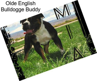 Olde English Bulldogge Buddy