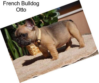 French Bulldog Otto