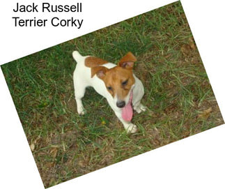 Jack Russell Terrier Corky
