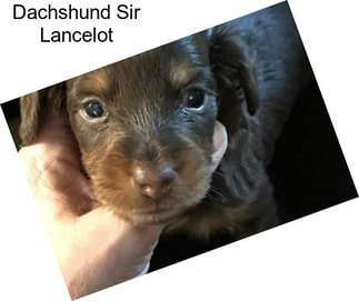 Dachshund Sir Lancelot