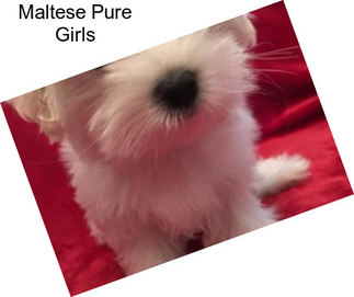 Maltese Pure Girls