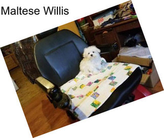 Maltese Willis