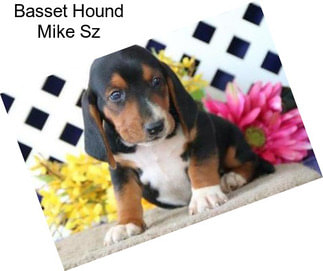 Basset Hound Mike Sz