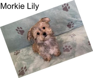 Morkie Lily