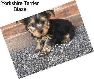 Yorkshire Terrier Blaze