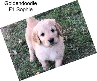Goldendoodle F1 Sophie