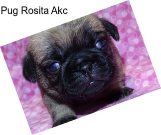 Pug Rosita Akc