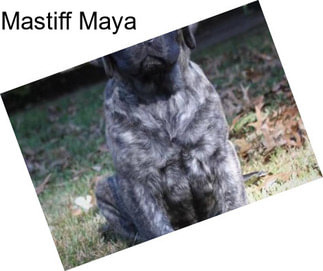 Mastiff Maya