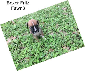 Boxer Fritz Fawn3