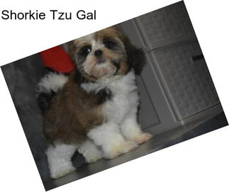 Shorkie Tzu Gal