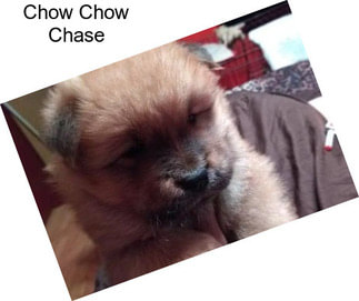 Chow Chow Chase