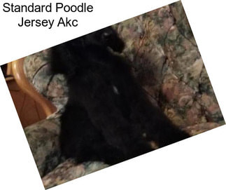 Standard Poodle Jersey Akc