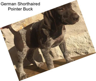 German Shorthaired Pointer Buck