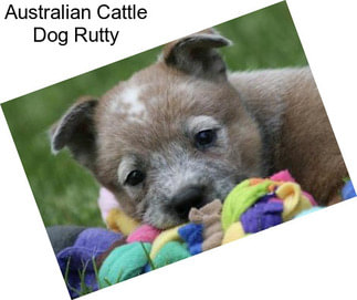 Australian Cattle Dog Rutty