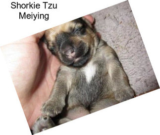 Shorkie Tzu Meiying