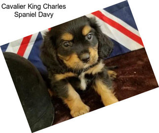 Cavalier King Charles Spaniel Davy