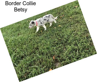 Border Collie Betsy