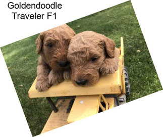 Goldendoodle Traveler F1