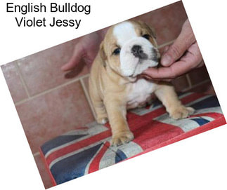English Bulldog Violet Jessy