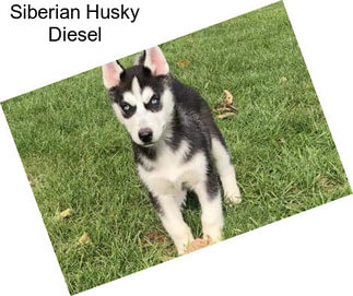 Siberian Husky Diesel