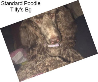 Standard Poodle Tilly\'s Bg