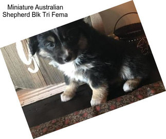 Miniature Australian Shepherd Blk Tri Fema