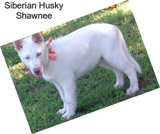 Siberian Husky Shawnee