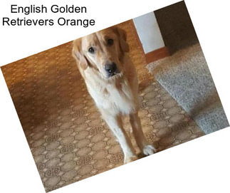 English Golden Retrievers Orange