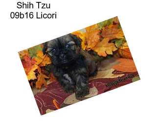 Shih Tzu 09b16 Licori