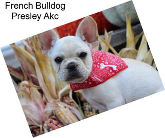 French Bulldog Presley Akc