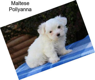 Maltese Pollyanna