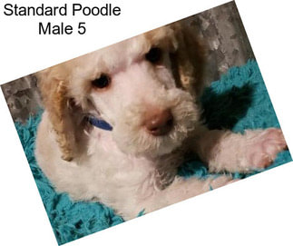 Standard Poodle Male 5