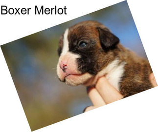 Boxer Merlot