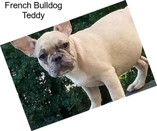 French Bulldog Teddy