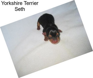 Yorkshire Terrier Seth