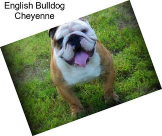 English Bulldog Cheyenne