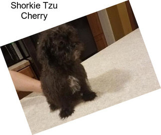 Shorkie Tzu Cherry
