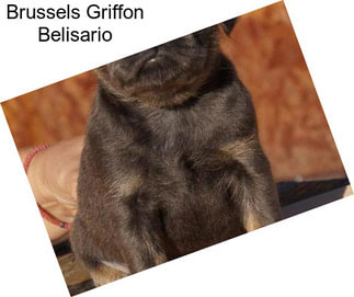 Brussels Griffon Belisario