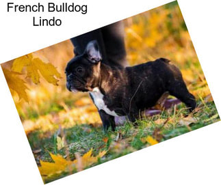 French Bulldog Lindo